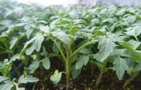 冬季温室蔬菜如何换茬