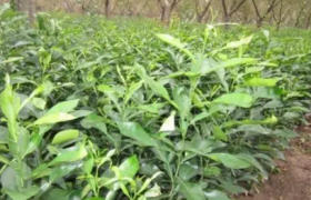 香橼苗如何栽培