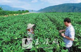 秋葵种植（秋葵的种植技术与管理）