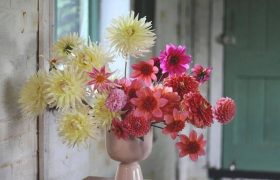 玫瑰花语大全（超全玫瑰花语）