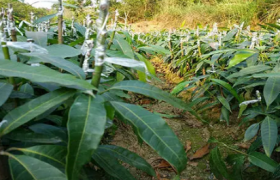 芒果幼苗叶片萎蔫是咋回事