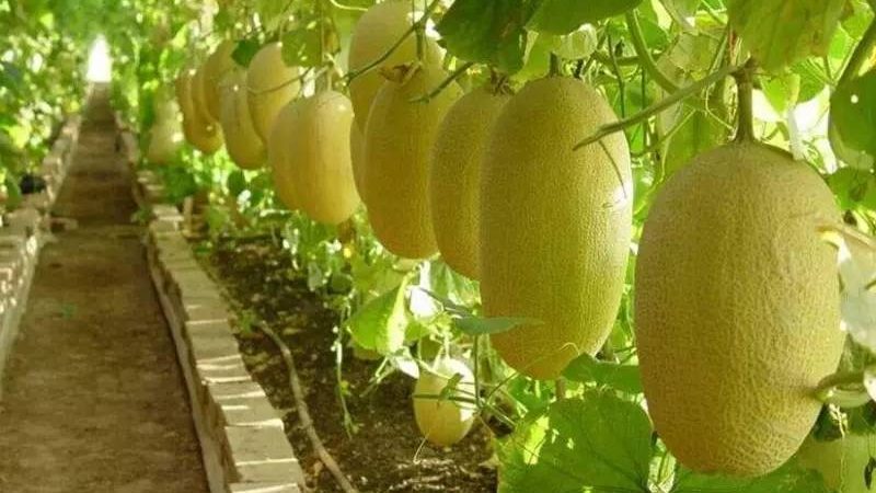 哈密瓜种植时间和方法(哈密瓜的种植技术及要点)