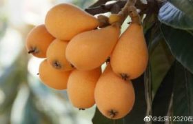 小孩咳嗽吃什么好的快（宝宝咳嗽怎么好得快）