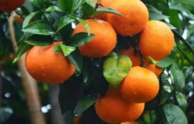 沃柑如何种植能高产