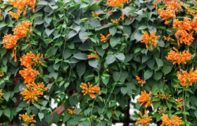 炮仗花当年种当年能开花吗