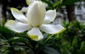 为什么栀子花不吉利