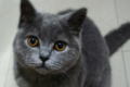 蓝猫多长时间发腮