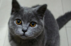 蓝猫多长时间发腮