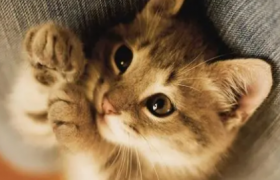 猫咪软便益生菌吃几天
