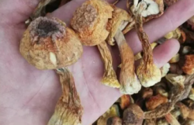 干松茸有沙怎么清洗
