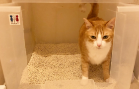 换猫砂怎么让猫适应