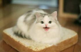 布偶猫几个月换毛期