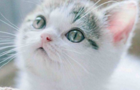 母猫生猫咪怎么照顾