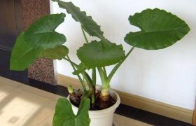 千手观音花家里能养吗