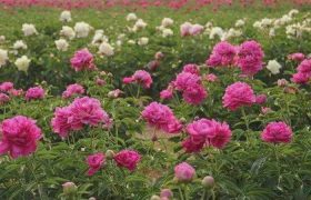 芍药几月开花