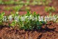 花生是单子叶植物吗