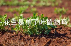 花生是单子叶植物吗