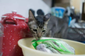 猫咪总舔塑料袋啥意思