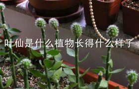叶仙是什么植物长得什么样子