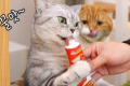 猫一点盐都不能吃吗