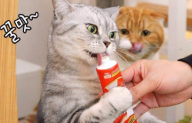 猫一点盐都不能吃吗