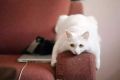 怎么教育猫咪不抓沙发
