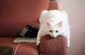 怎么教育猫咪不抓沙发