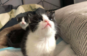 猫咪太瘦吃什么能快速胖起来