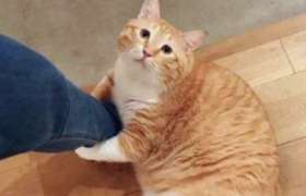 冻干鹌鹑多大的猫可以吃
