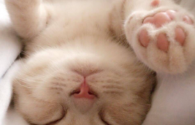 猫咪脚垫热是什么原因