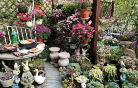 家里用什么可以做花肥