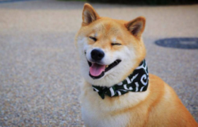如何看柴犬是不是纯种