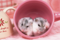 仓鼠假死会僵硬吗