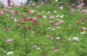 波斯菊和格桑花的区别