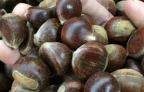 生板栗太干了怎么能把它发软