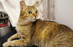 狸花猫不亲人怎么办