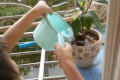 浇花见干见湿是怎样