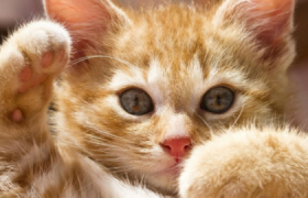 猫咪感冒一般吃几天药