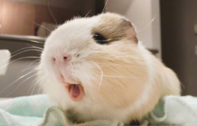 荷兰猪四肢无力怎么办