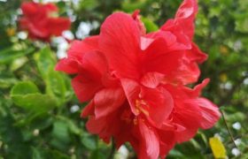 大红花和斑红花是什么花