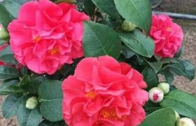 茶花耐寒吗