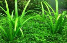 水兰水草怎么养