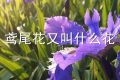 鸢尾花又叫什么花