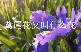 鸢尾花又叫什么花