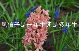 风信子是一年生还是多年生
