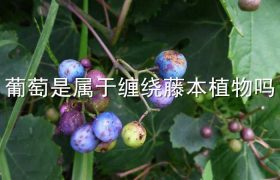 葡萄是属于缠绕藤本植物吗