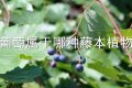 葡萄属于哪种藤本植物