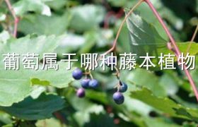 葡萄属于哪种藤本植物