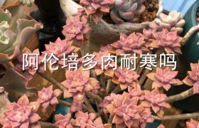 阿伦培多肉耐寒吗