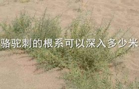 骆驼刺的根系可以深入多少米